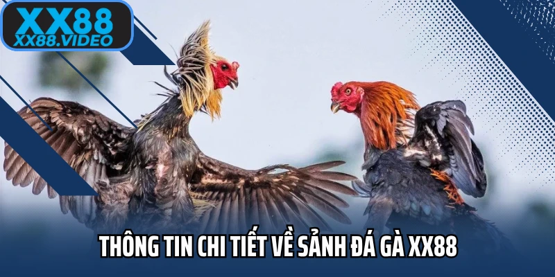 Thông tin chi tiết về sảnh đá gà XX88